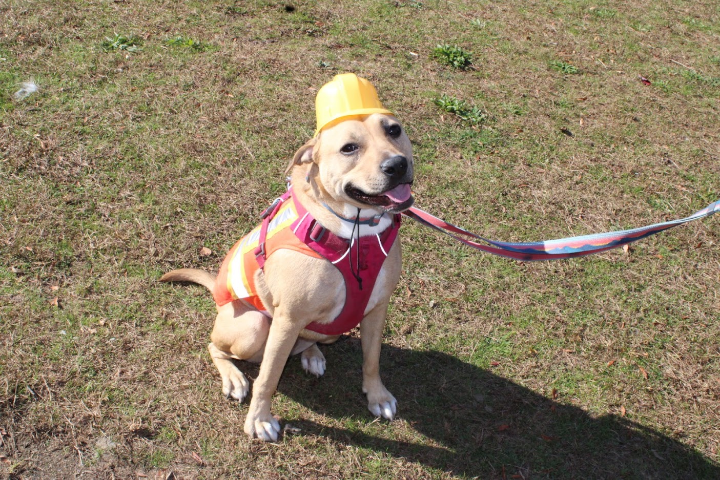 CSR Spotlight Second Annual Halloween Dog Walk